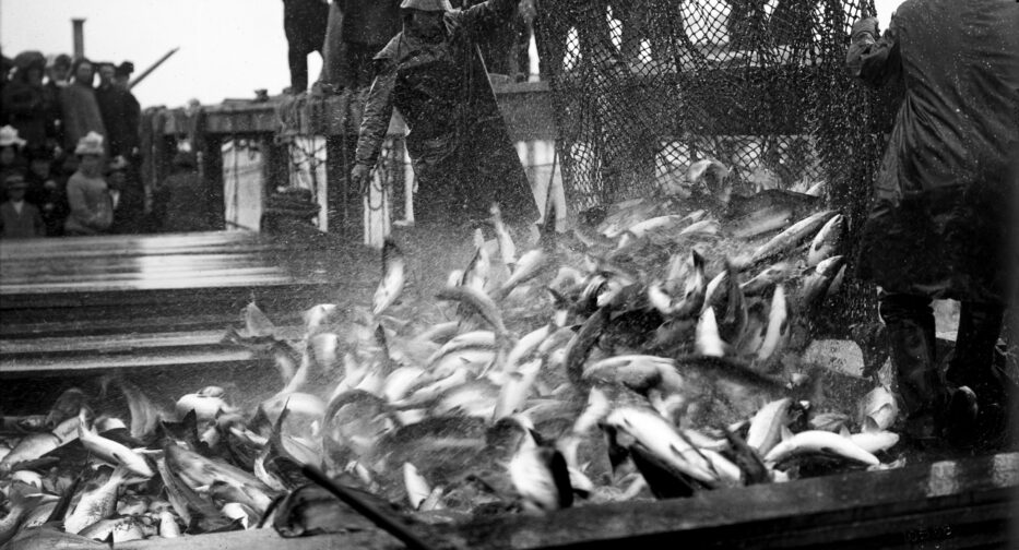 This ca. 1910 photo shows salmon fishermen emptying a salmon trap into their boat.