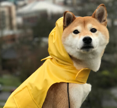 A Shiba Inu wearing a yellow raincoat at a park in Seattle