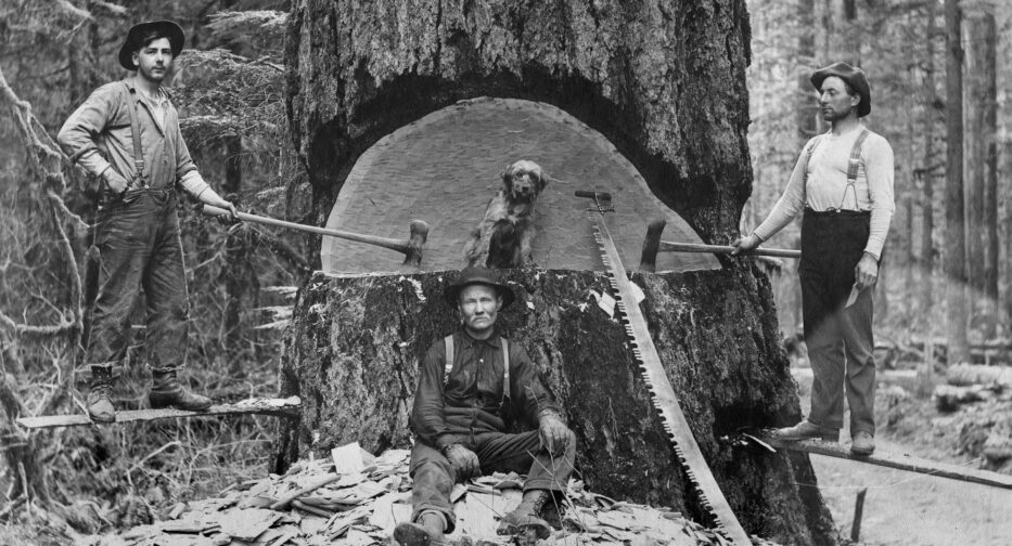 Three lumberjacks in the process of cutting down a tree, with a dog sitting on the tree