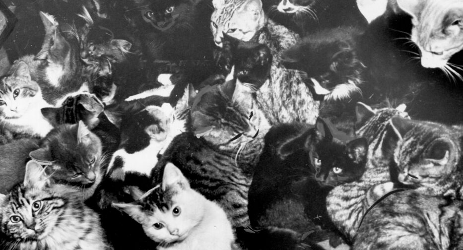A black and white photo of a group of kittens.