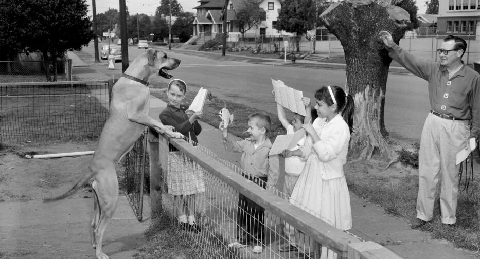 Children showing their school report cards to their Great Dane when school ended in Seattle in June 1960.
