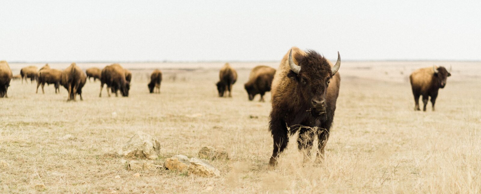 Three buffalos standing in a field. One in the foreground