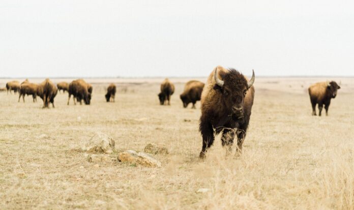 Three buffalos standing in a field. One in the foreground