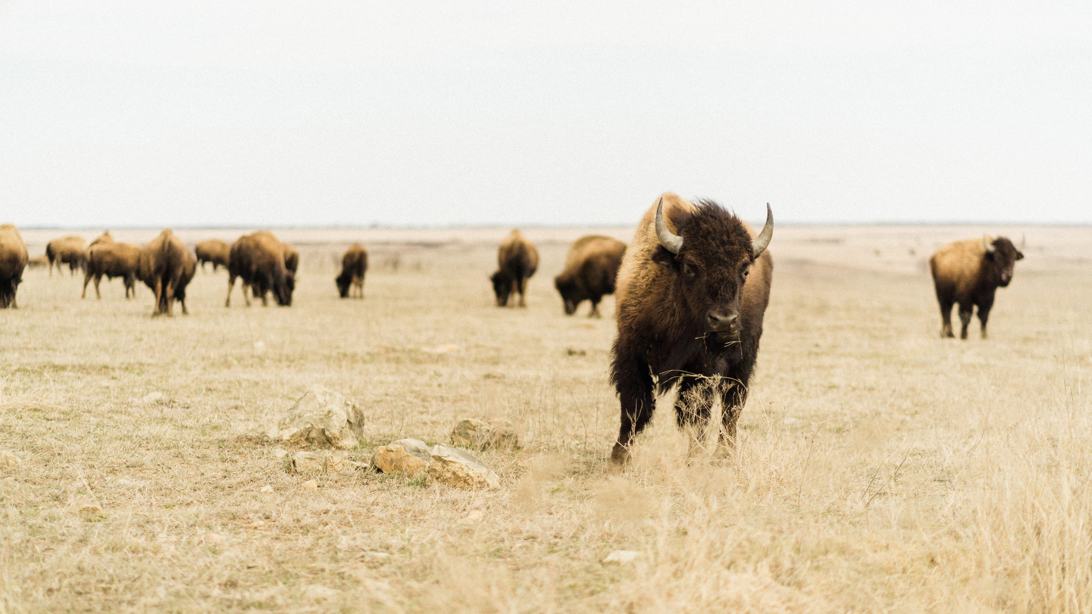 Three buffalos standing in a field. One in the foreground