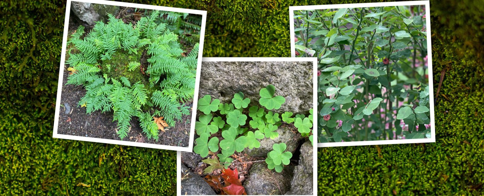 Three photos of green plant life shown against a lichen background.