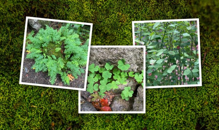 Three photos of green plant life shown against a lichen background.