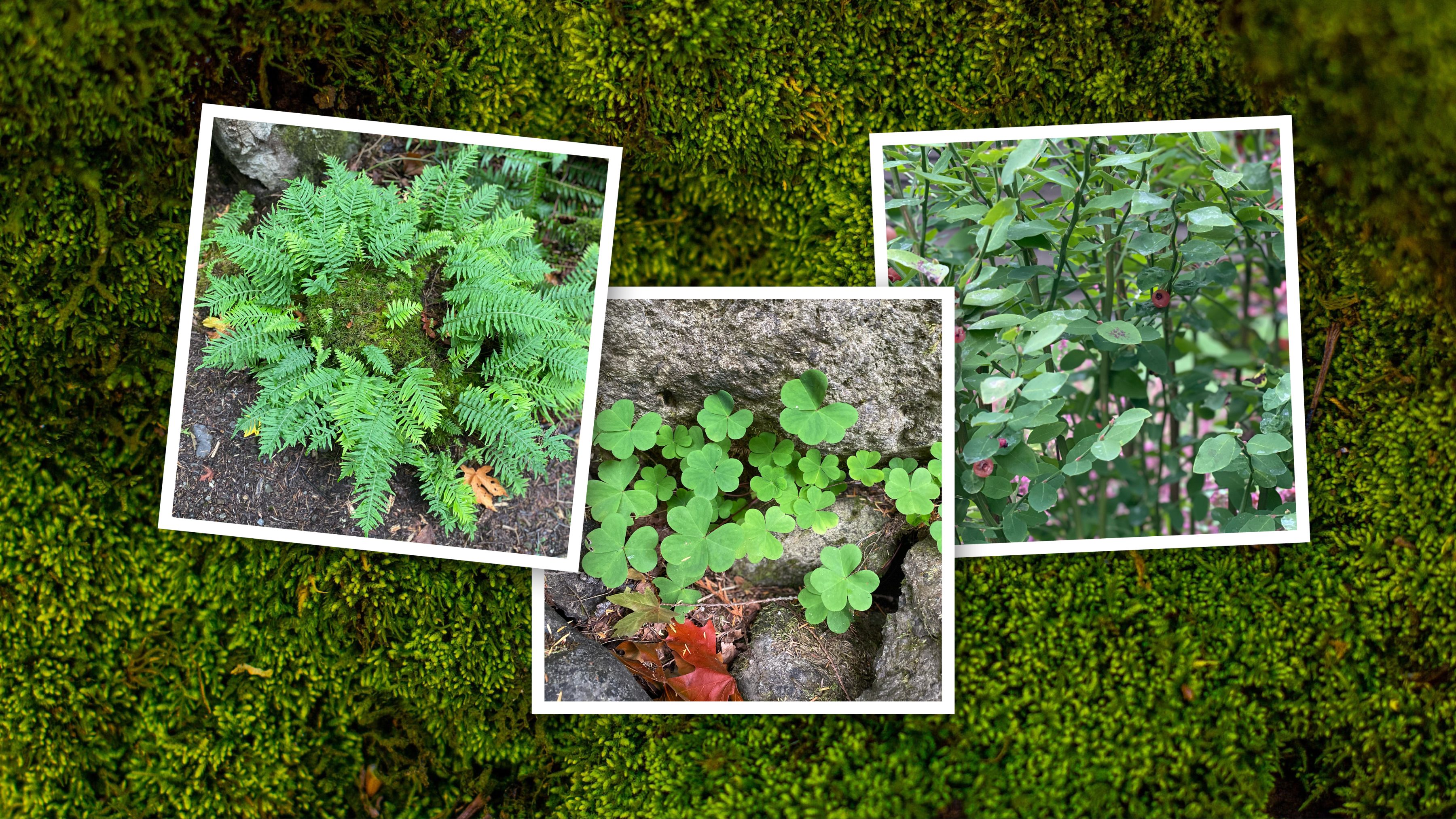Three photos of green plant life shown against a lichen background.