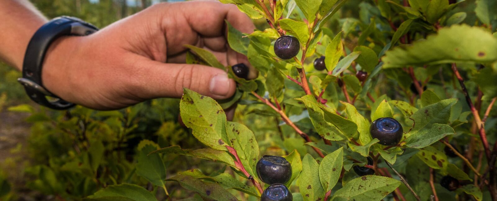 Hand picking black berries