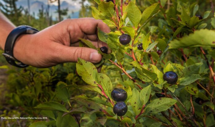 Hand picking black berries