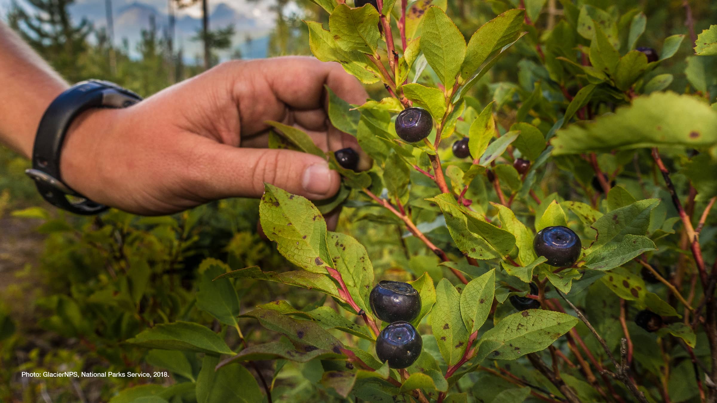 Hand picking black berries