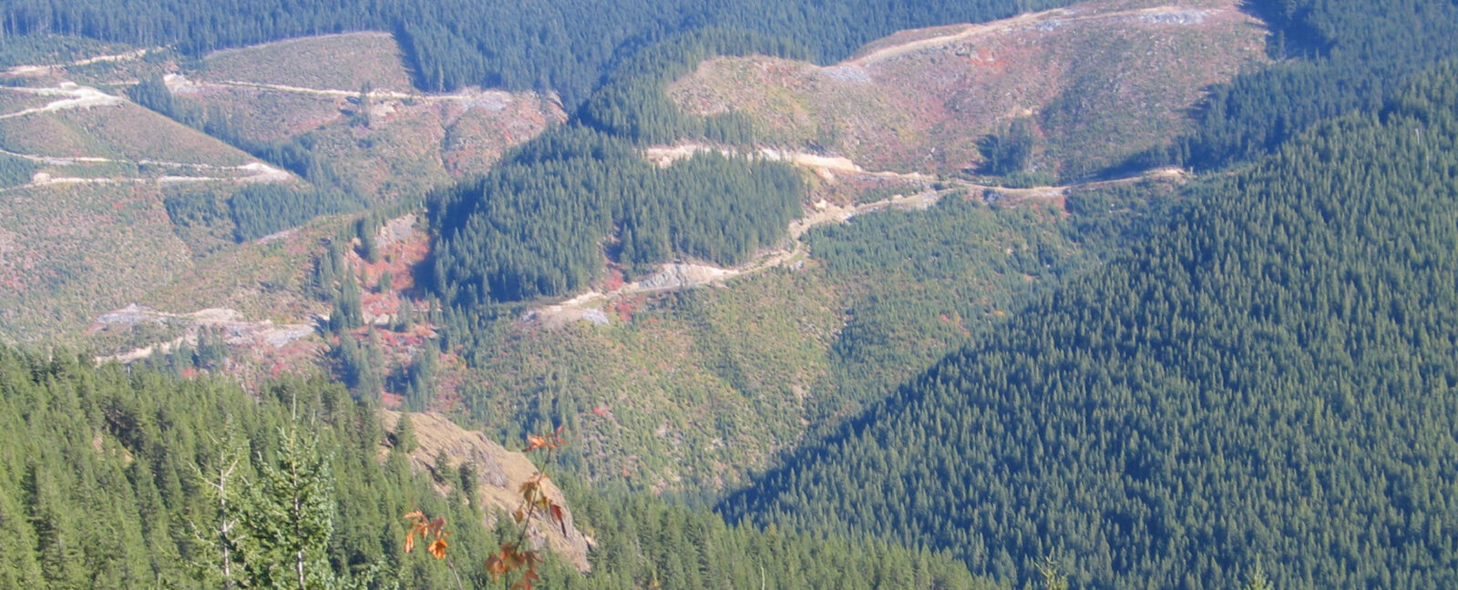 Sweeping view of Pacific Northwest countryside with rolling hills and pine forests.