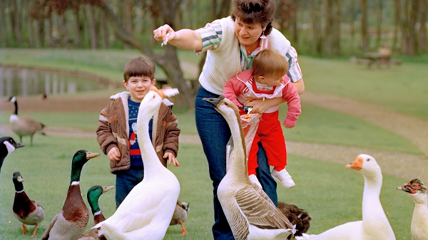 Woman carrying young child and feeding geese while older child looks on.
