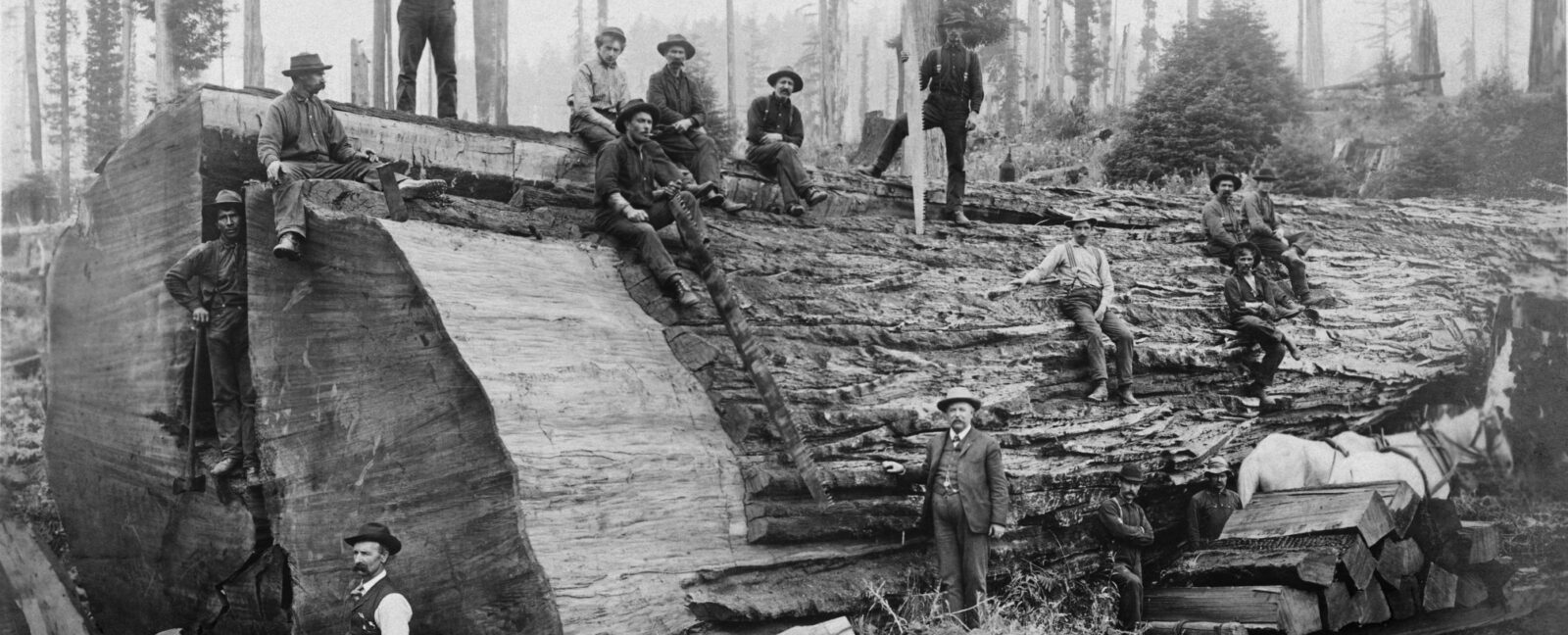A group of loggers stand and sit around a massive felled tree with a diameter of at least 15 feet.