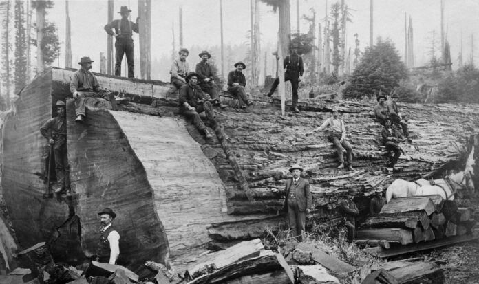 A group of loggers stand and sit around a massive felled tree with a diameter of at least 15 feet.