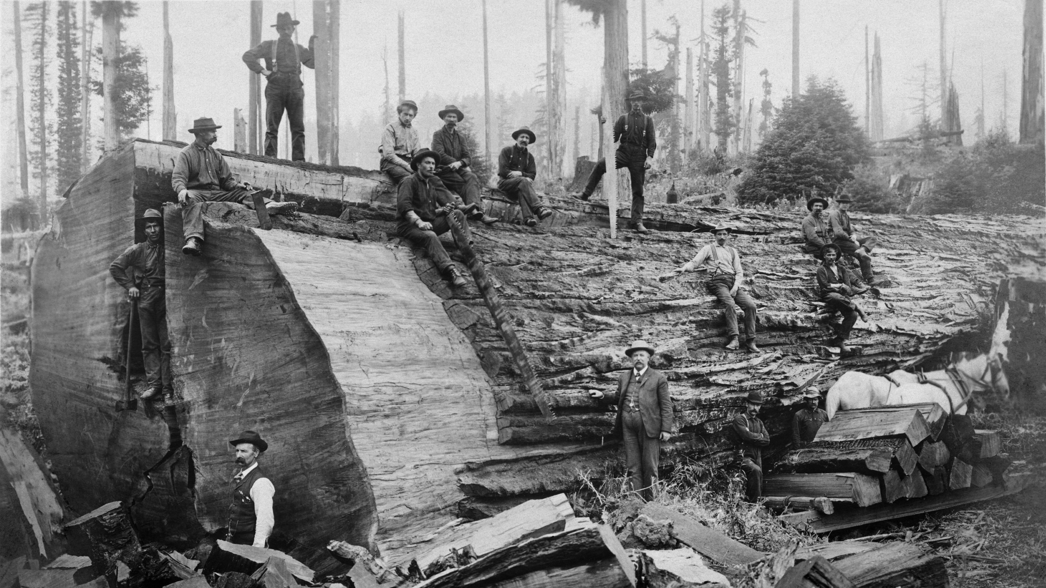 A group of loggers stand and sit around a massive felled tree with a diameter of at least 15 feet.