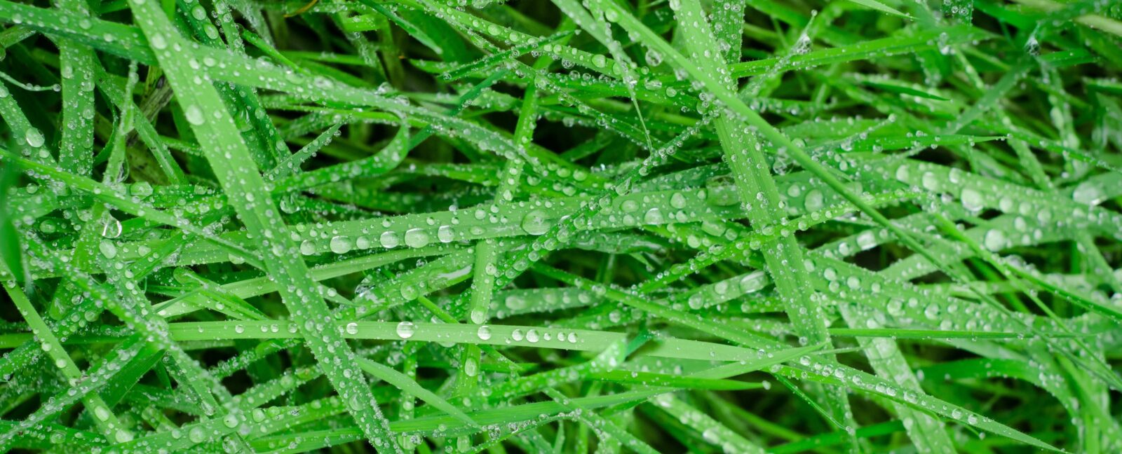Blades of grass covered in dew.