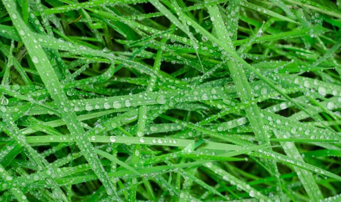 Blades of grass covered in dew.