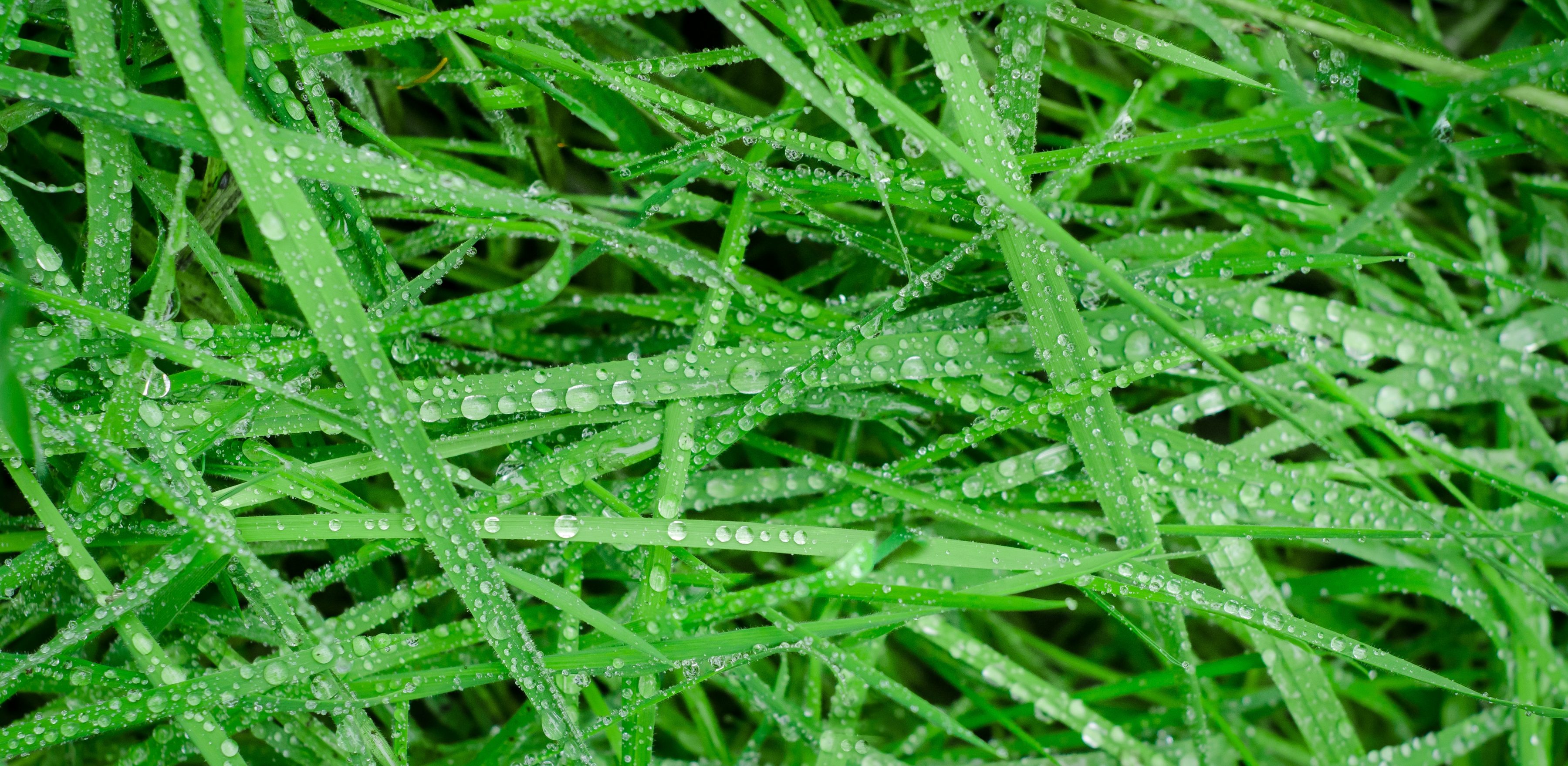 Blades of grass covered in dew.