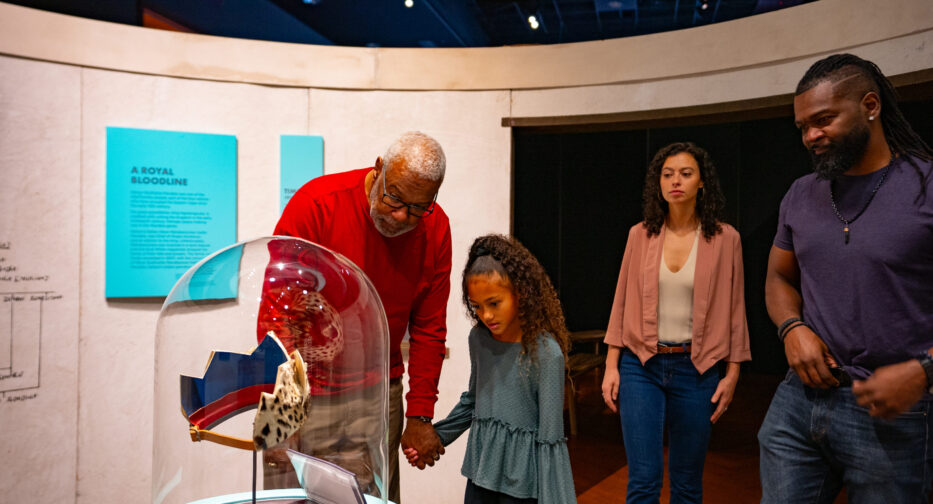 Visitors to the Mandela exhibit embark on a journey into Nelson Mandela's childhood, traditions, and cultural heritage.