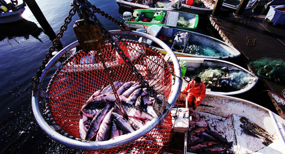 Muckleshoot fishery in lower Duwamish River, 2002 MOHAI, Seattle Post-Intelligencer Collection, 2000.107.20021101.CD01.005, photo by Paul Joseph Brown.