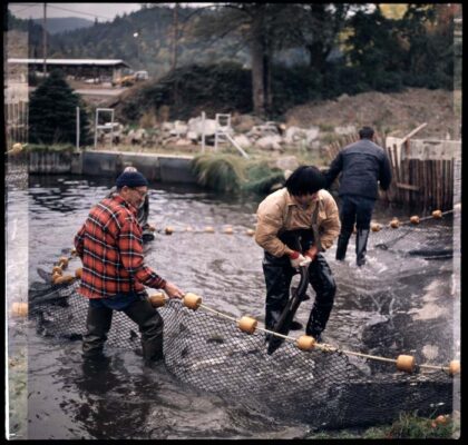A group of Indigenous fishers spreading a fishing net while wading in the water.