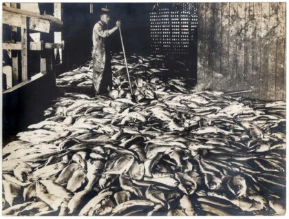 Photo of a Chinese worker surrounded by salmon in a cannery wharf.