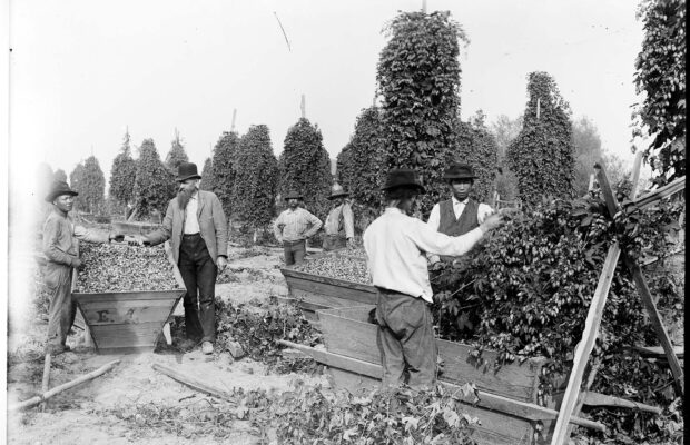 Black and white photograph of a group of Indigenous men at work picking hops.