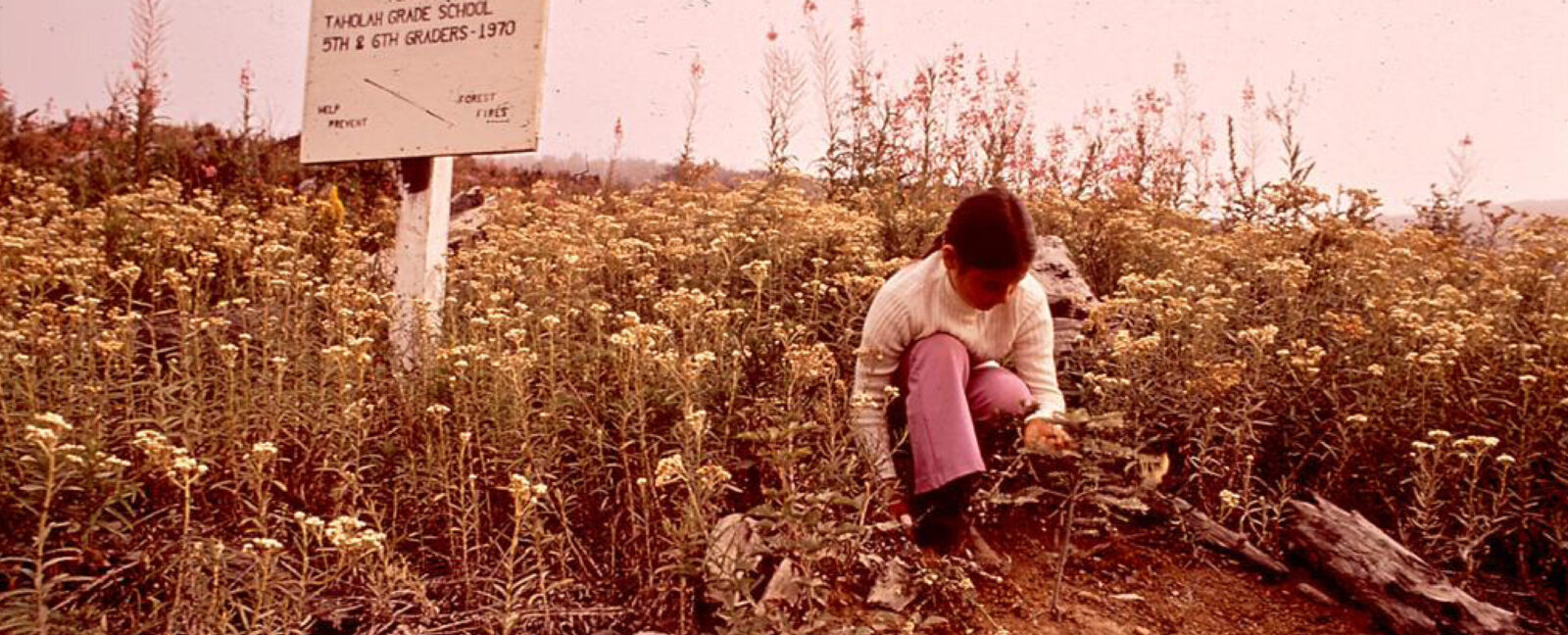 A person in a white sweater and pink pants crouching in a field of white flowering plants. A sign reads, "Grand Fir Plantation".
