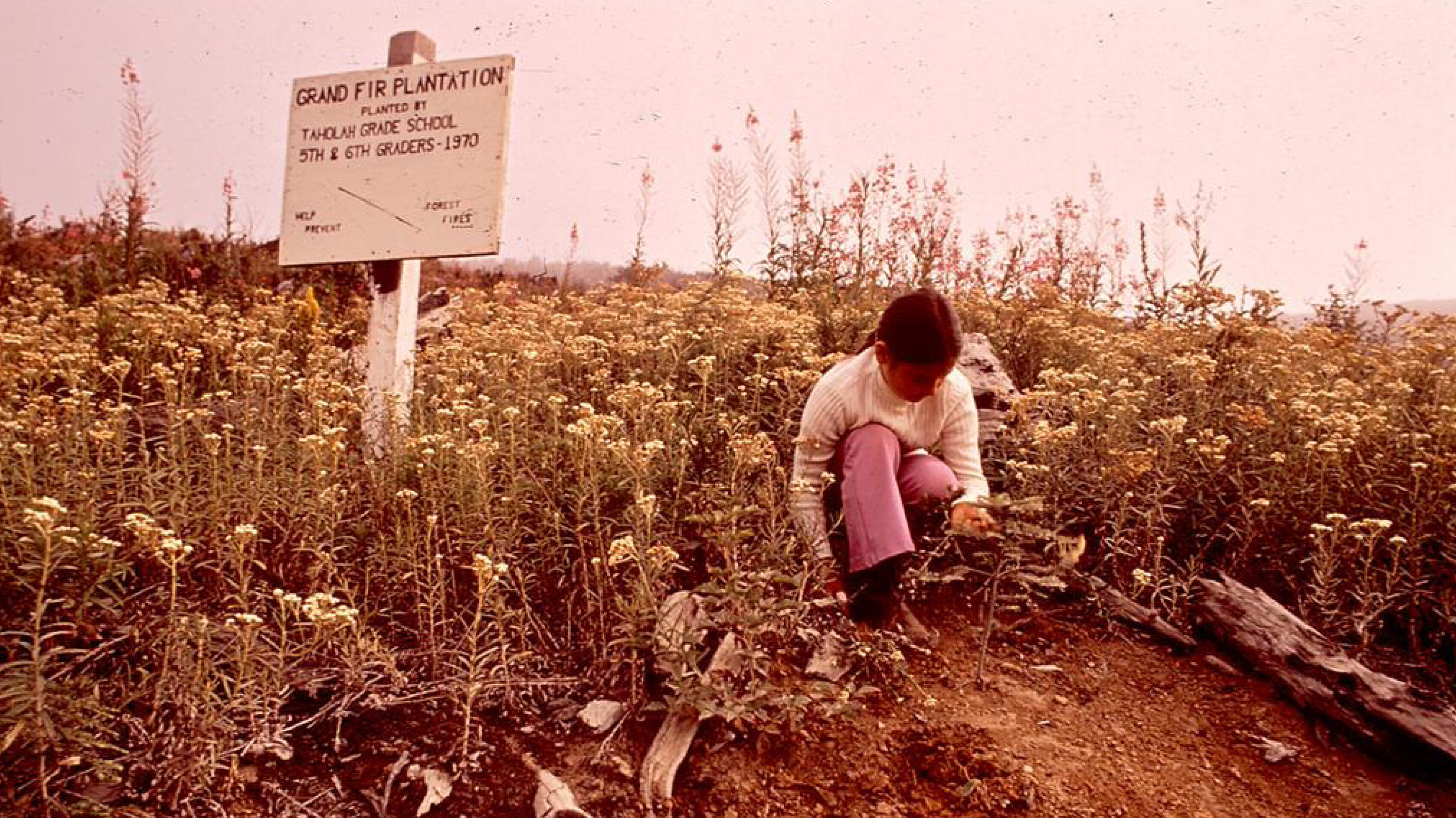 A person in a white sweater and pink pants crouching in a field of white flowering plants. A sign reads, "Grand Fir Plantation".